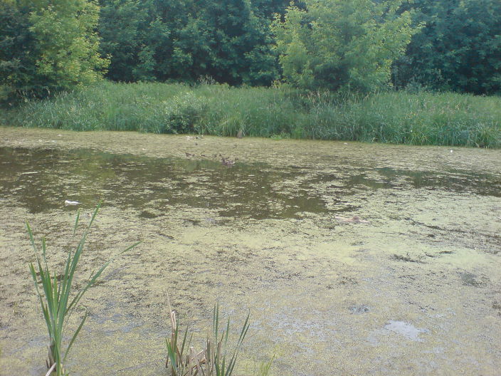 река