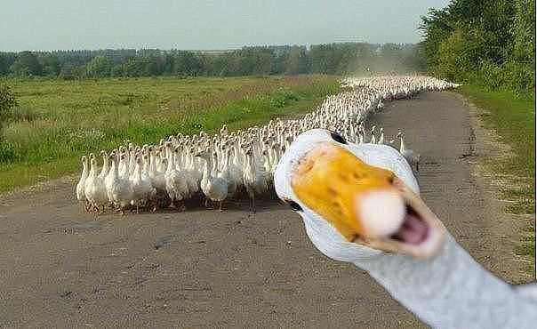 Хочу