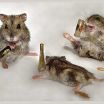 Пьяные мышата
