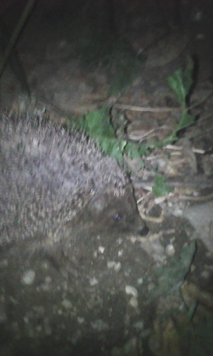 Ёж просто Ёж