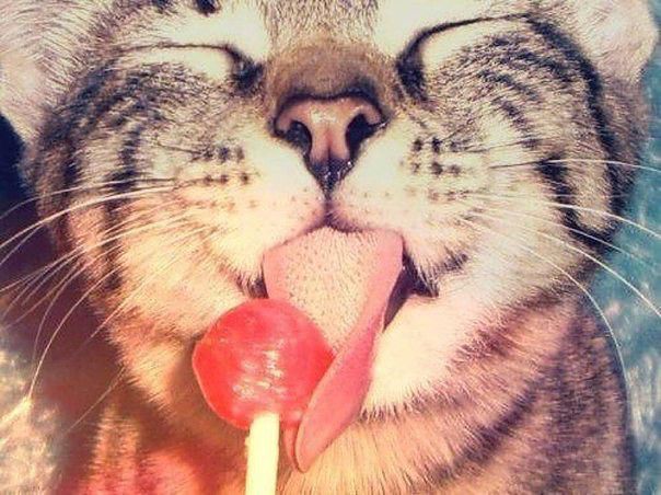 Котик