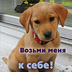 ДЕВОЧКИ ПИШИТЕ