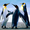 Pingvinchiki