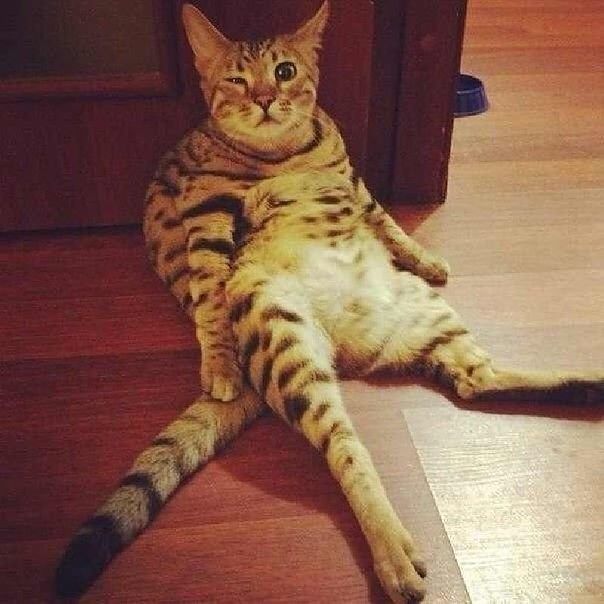 мартовский кот