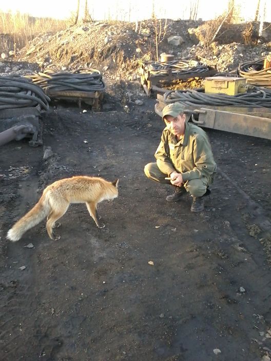 я сдиким зверем