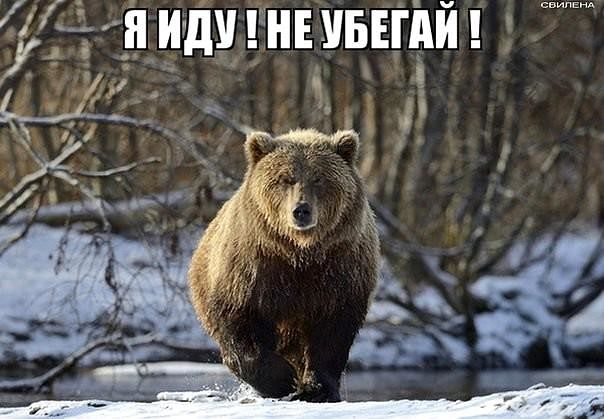 медведь хочун