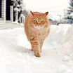 Котяяраа