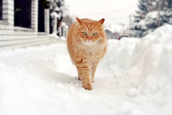 Котяяраа