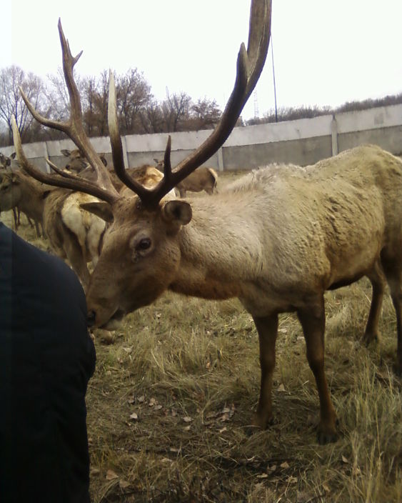 благлродный