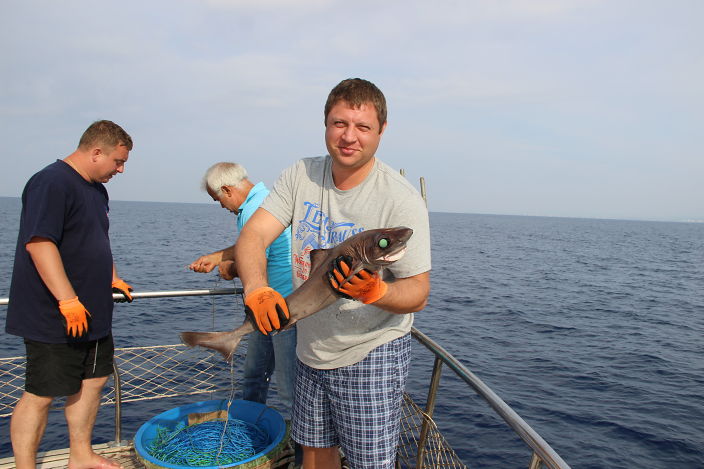 турция акулка)