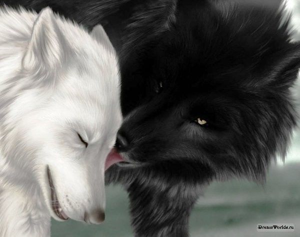 и Волки любят