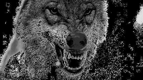 wolf