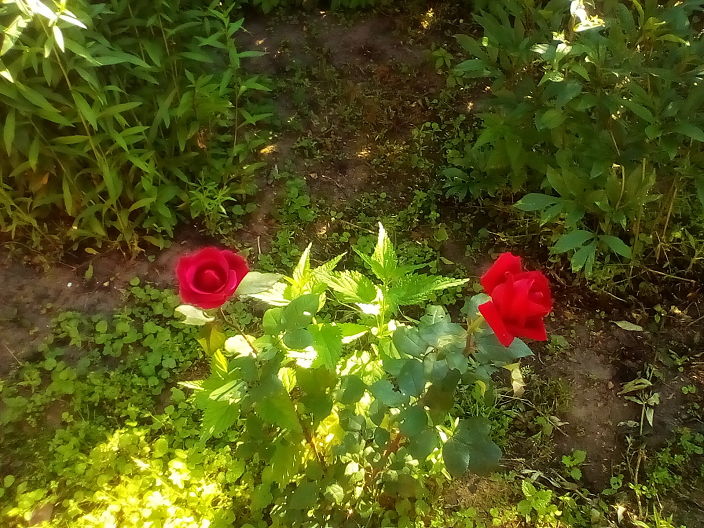 Мои розы