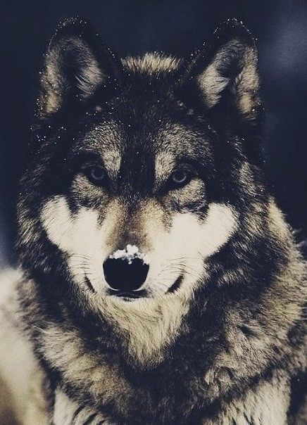 Я злой и страшный серый Волк!!!