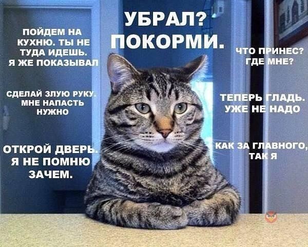 Котик