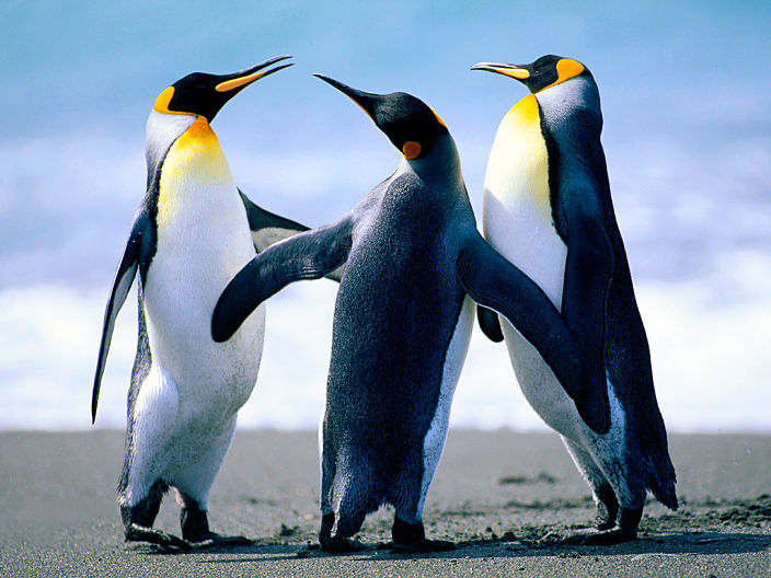 threesome penguins
