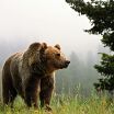 медвеженок
