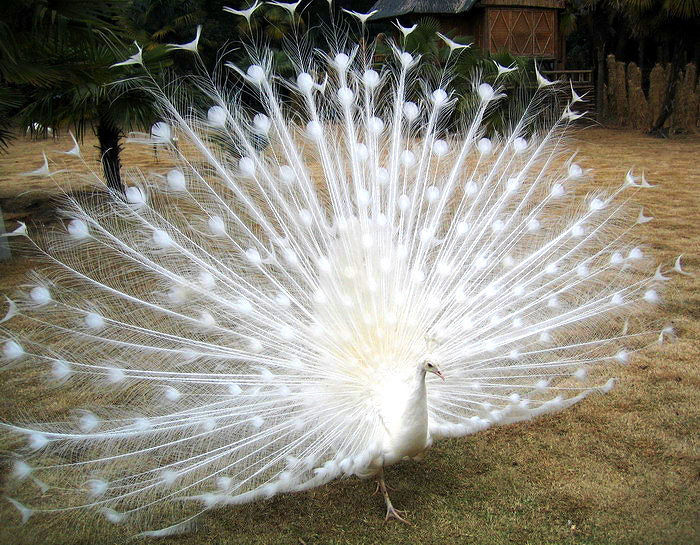 peacock