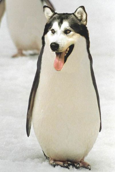 Качедамбер