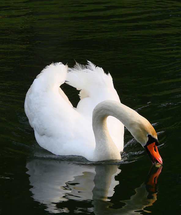 swan