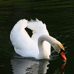 swan