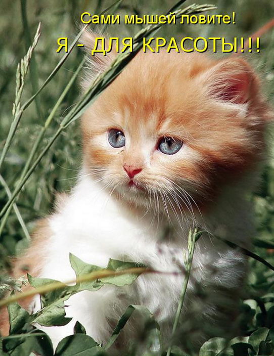 котик
