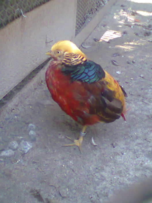 hello