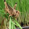 Locust