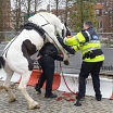 horse vs police