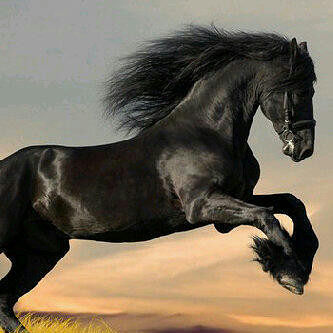 Dark horse