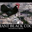 bl cock