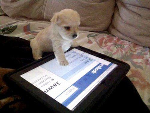 Умный щенок, и глупый Facebook