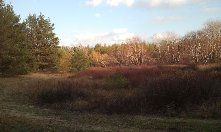 любовь на природе